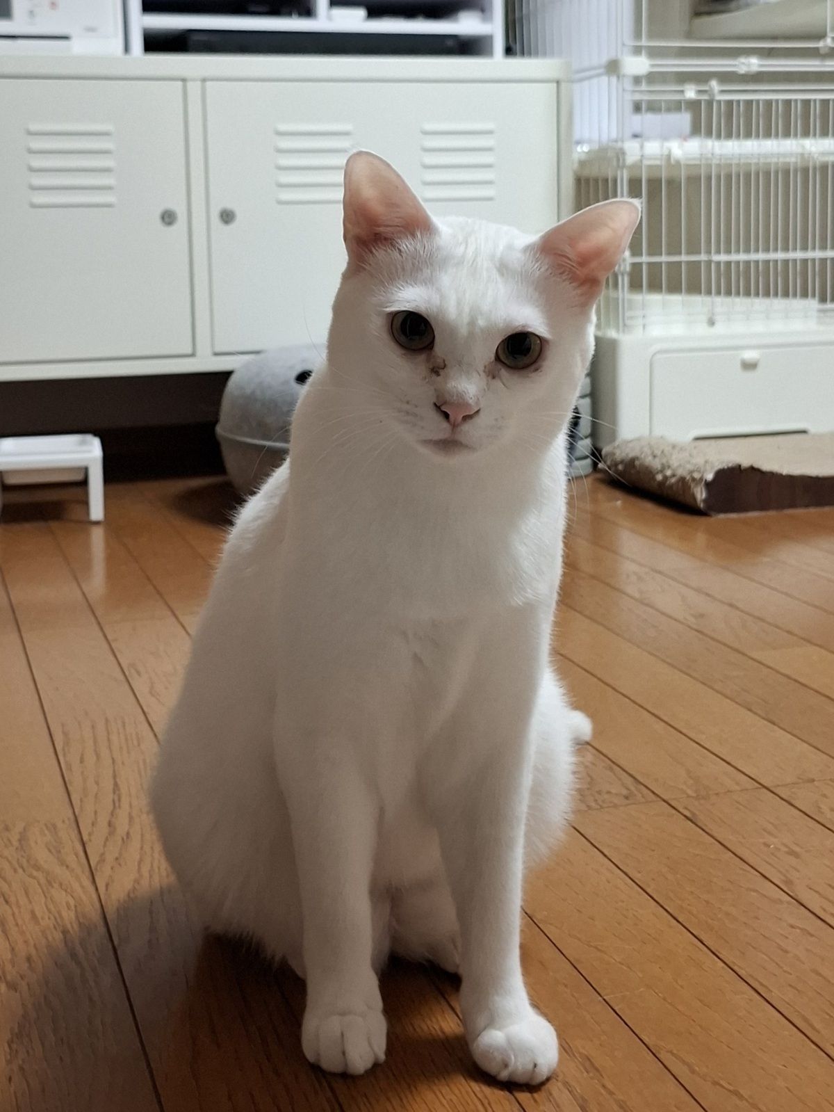 さとる